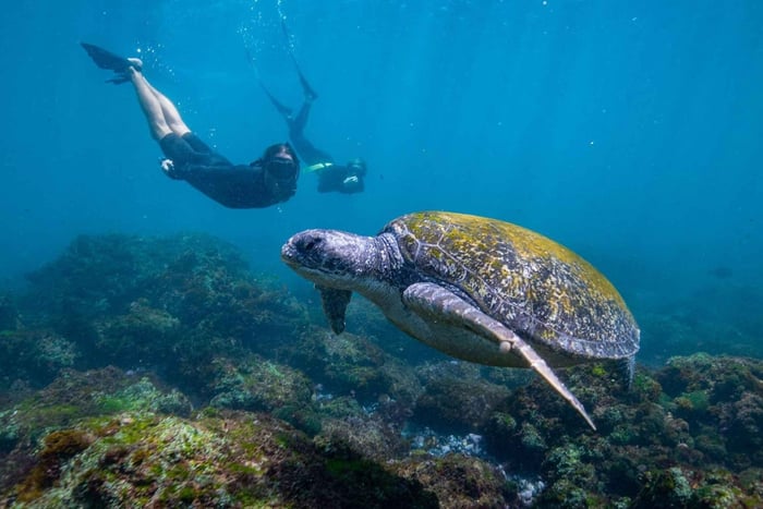 Gold Coast: Snorkeling z żółwiami - wycieczka półdniowa