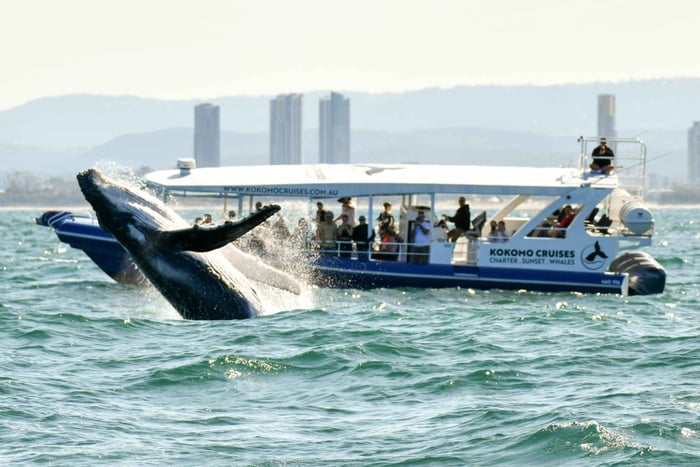 Experiência com baleias na Gold Coast