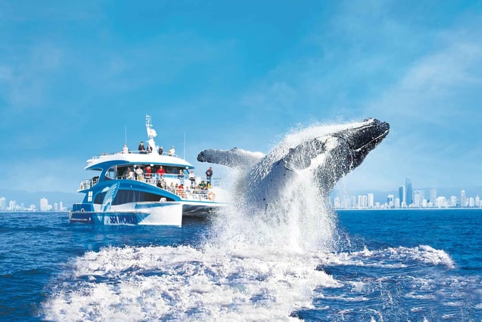 Gold Coast: cruzeiro de observação de baleias e entrada no Sea World