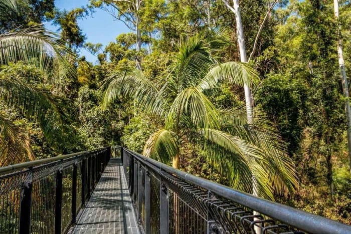 Hop On Hop Off with Skywalk Rainforest Walk