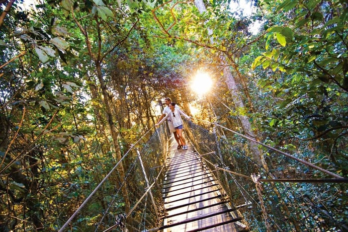 Lamington National Park & Tree Top Walkway
