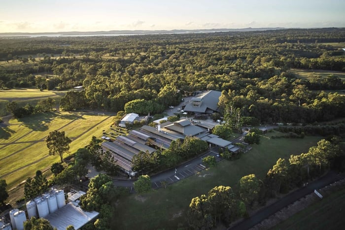 Katoenberg: Sirromet Winery Tour met proeverij en lunch