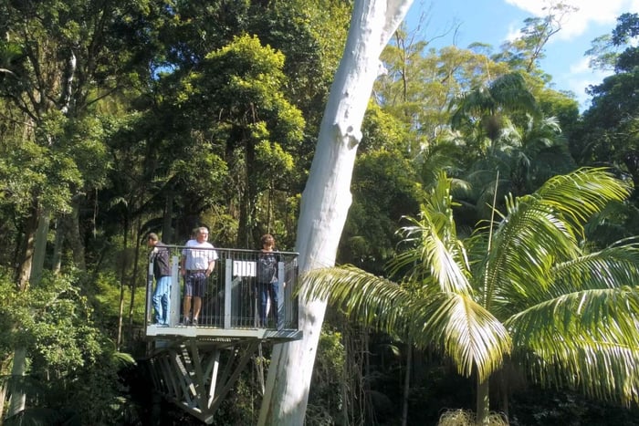 Inträdesbiljett till Tamborine Rainforest Skywalk