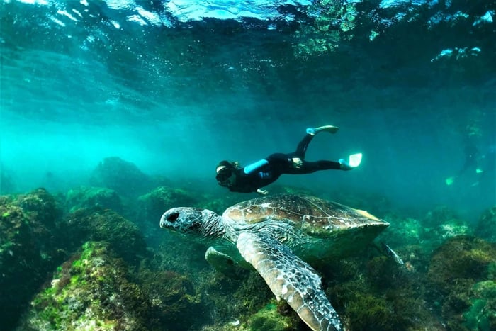 Tweed Heads: Whales, Dolphins & Snorkelling with Turtles