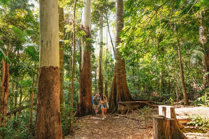 Brisbane: Regnskove, vandfald og glødormshule-tur