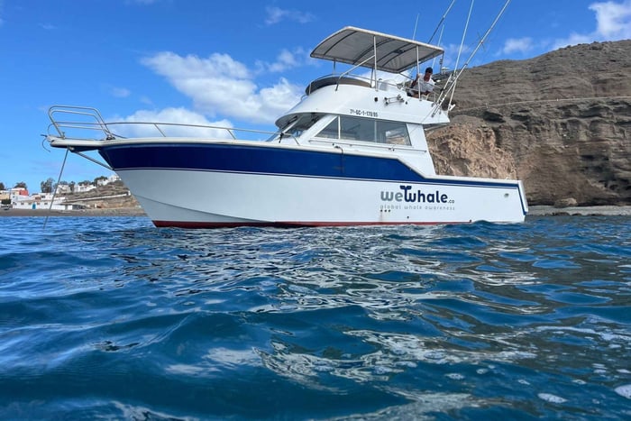 Gran Canaria: Dolphin Watching Eco Boat Tour in Small Group