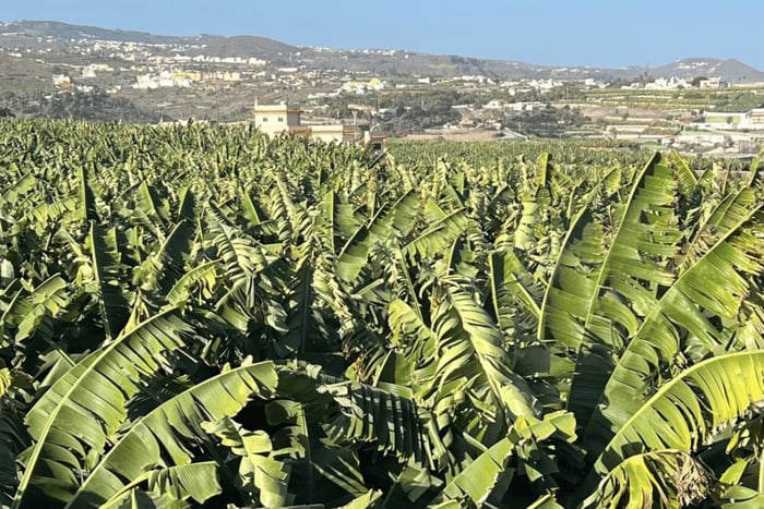 Gran Canaria: Rum, Wines and Banana Tour