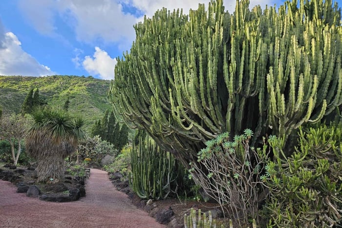 Las Palmas: Botanic Garden Tour (Extension Bandama opt)