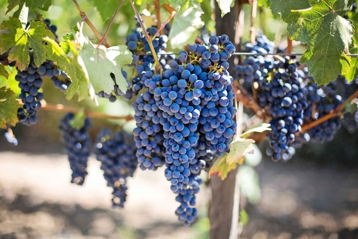 Discover Taste of Crete: Guided Winery Tour and Tastings