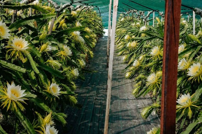 Heraklion: Dragon Fruit Farm Tour & Fresh Tasting