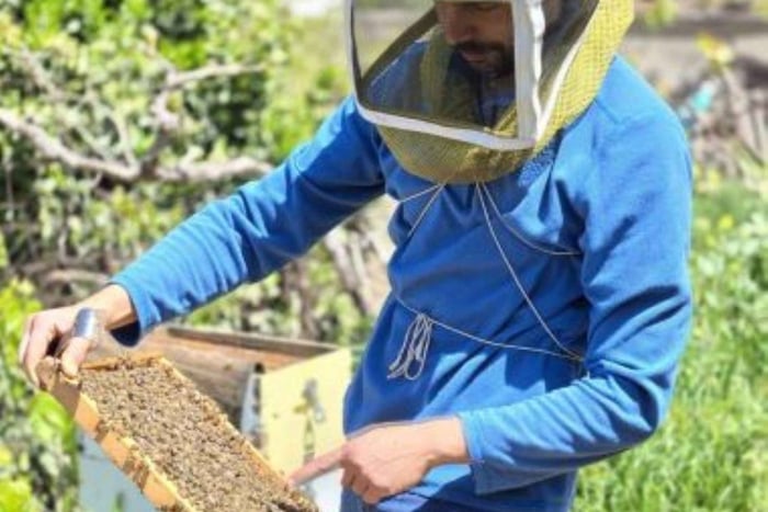 Naxos : dégustation de fromage, d'huile d'olive et de miel avec prise en charge