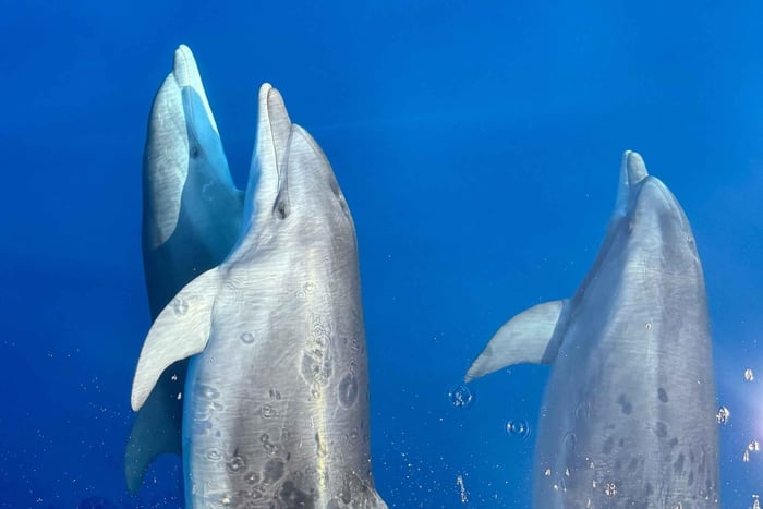 Rhodes: Dolphin Watching & Marine Biologist Snorkel Cruise