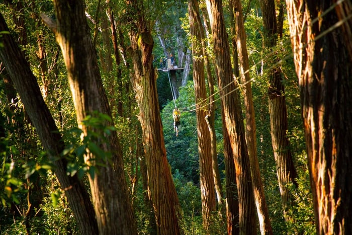 Big Island: 3-Hour Kohala Canopy Zipline Adventure