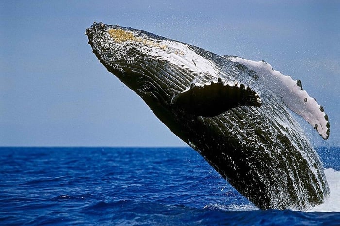 Ilha Grande: Excursão de observação de baleias em Kona