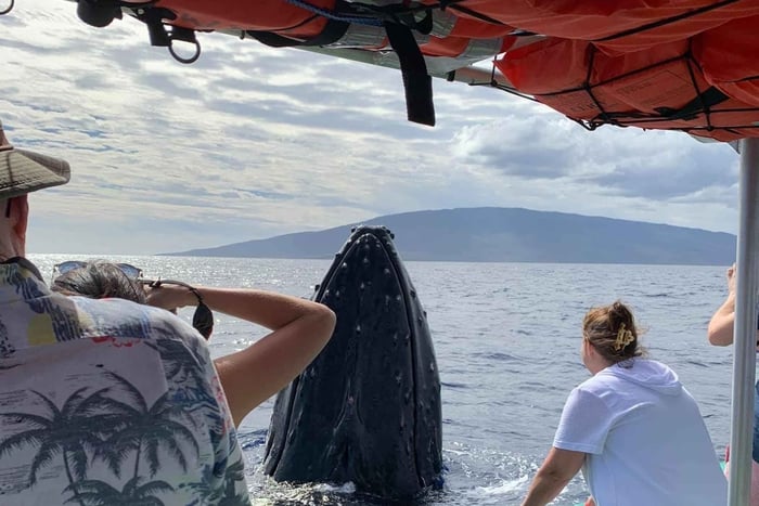 Ka'anapali: Whale Watching Boat Tour