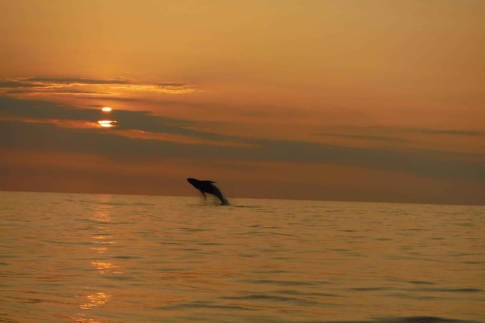 Kailua-Kona: Dolphin Watch & Double-Reef Snorkel Tour