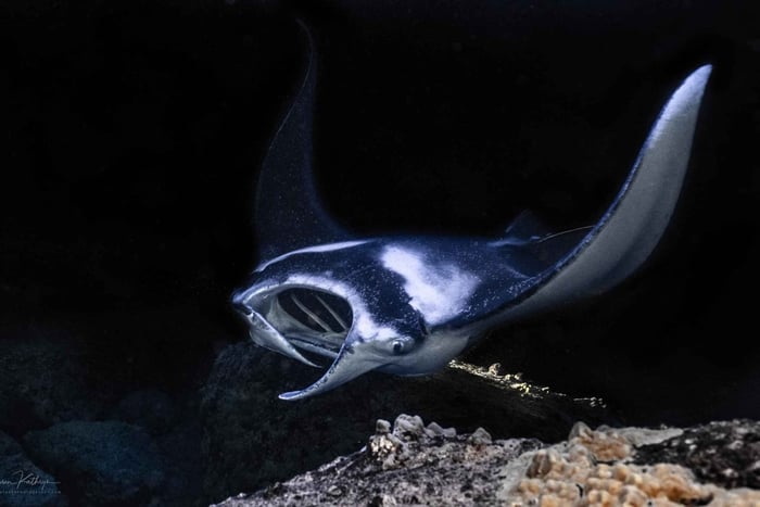 Kailua Kona: Manta Ray Night Snorkel Tour with Guide