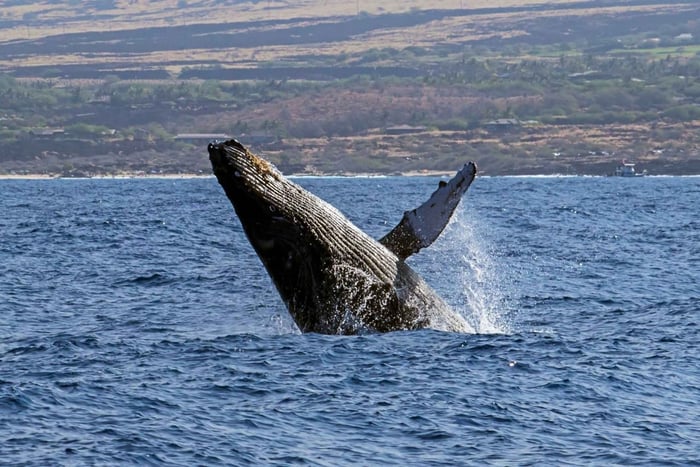 Kailua-Kona: Excursão de observação de baleias jubarte do Pacífico