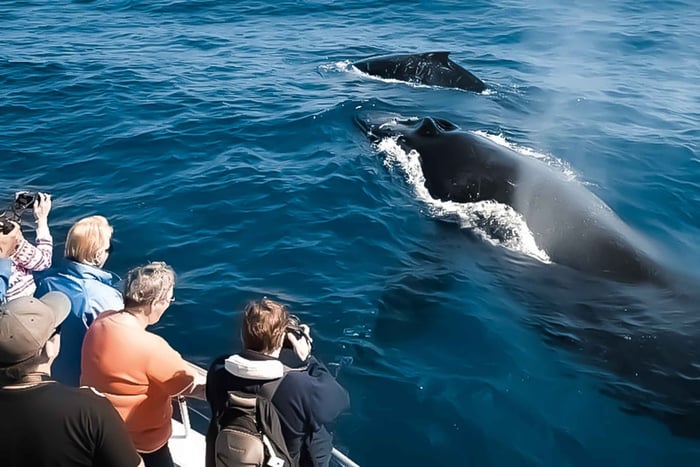 Kalaoa: Excursão de observação de baleias ao meio-dia na Ilha Grande e em Kona