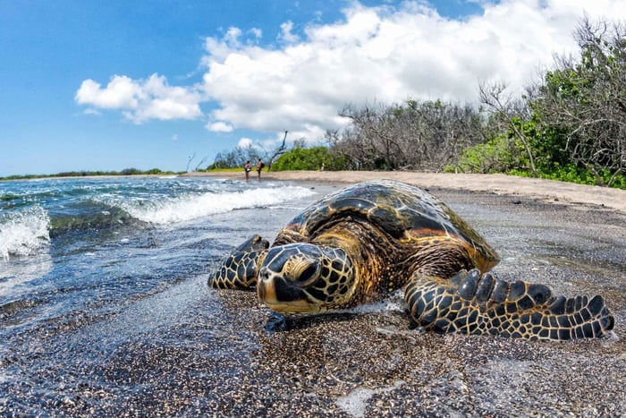 Kona: tour de café e tartarugas marinhas