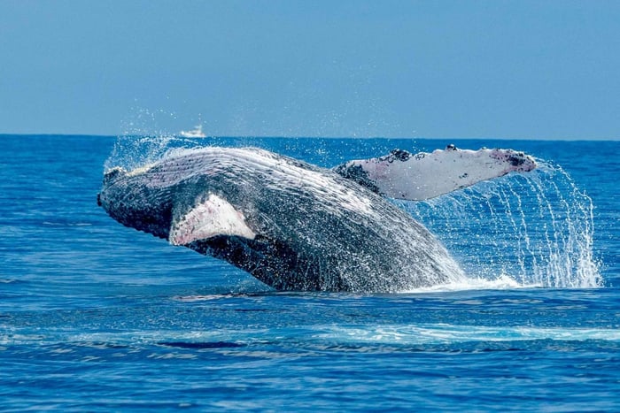 Ma'alaea haven: Walvissafari aan boord van een catamaran