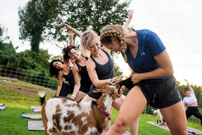 Maui Goat Yoga med miniatyrgetter