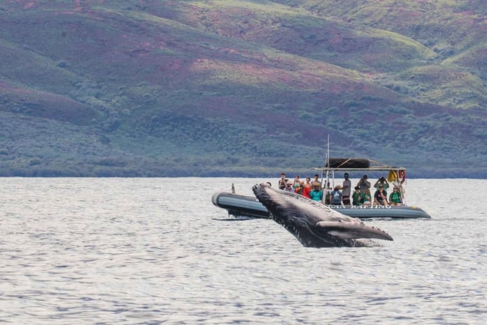 Maui: Passeio guiado para observação de baleias em uma jangada ecológica