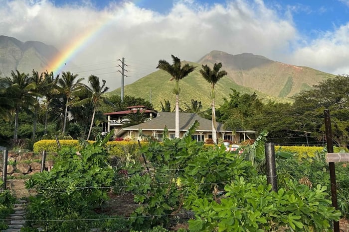 Maui: Mango Farm Sunset Tour with Fruit Tasting and Photos