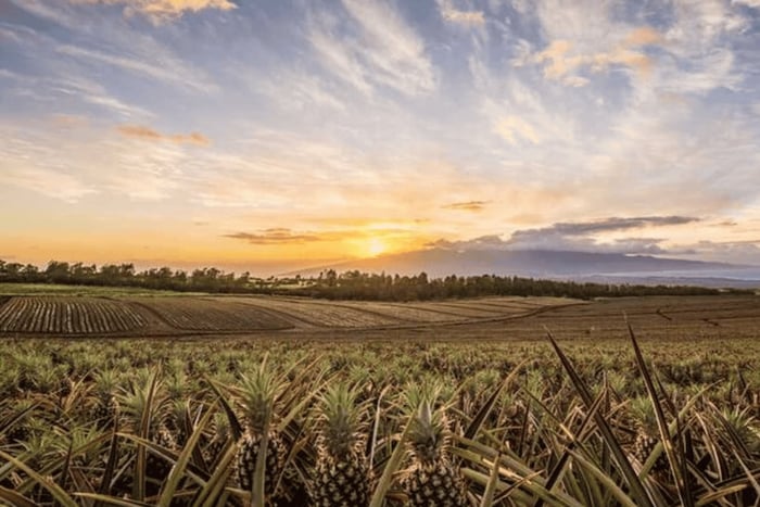Maui Pineapple Tour: experiencia de granja y festín
