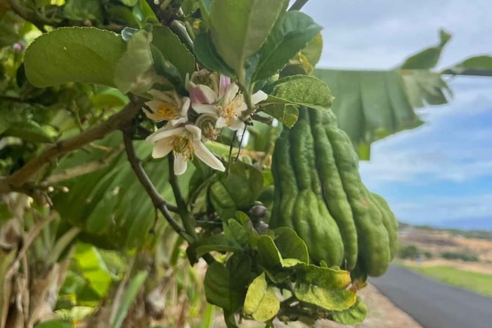 Maui: tour de degustación de té en la plantación Dragonfruit
