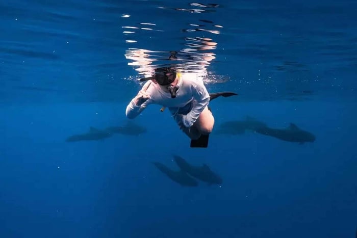 O'ahu: tour de esnórquel y vida silvestre por lo mejor del océano oeste