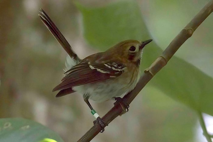 Oʻahu: avventura di birdwatching alla ricerca di uccelli endemici