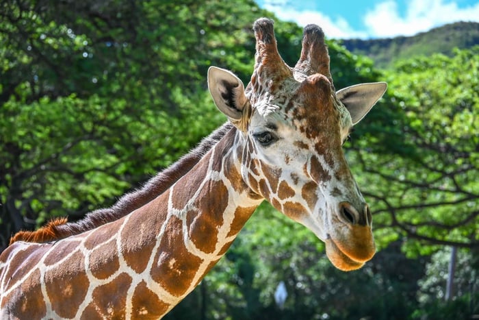 Oahu: inträdesbiljett till Hanauma Bay och Honolulu Zoo