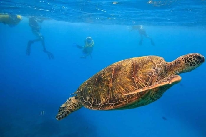 Oahu: Waikiki Turtle Canyons Cruise and Snorkel Excursion