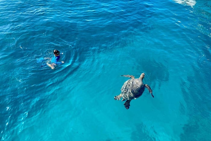 Waikiki: snorkling med havskilpadder på båttur (maks seks personer)