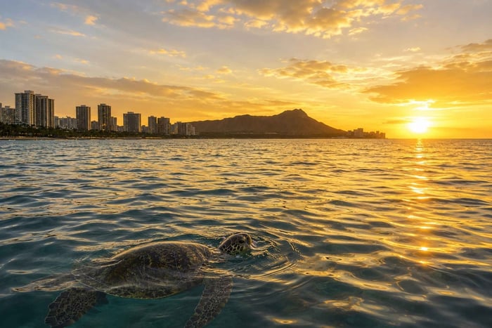 Snorkeling tra le tartarughe al tramonto a Waikiki con vino e formaggi
