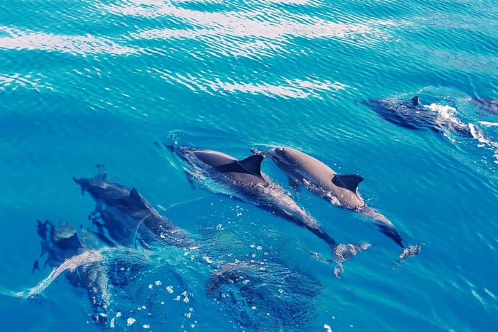 West O'ahu : Croisière en catamaran pour nager avec les dauphins