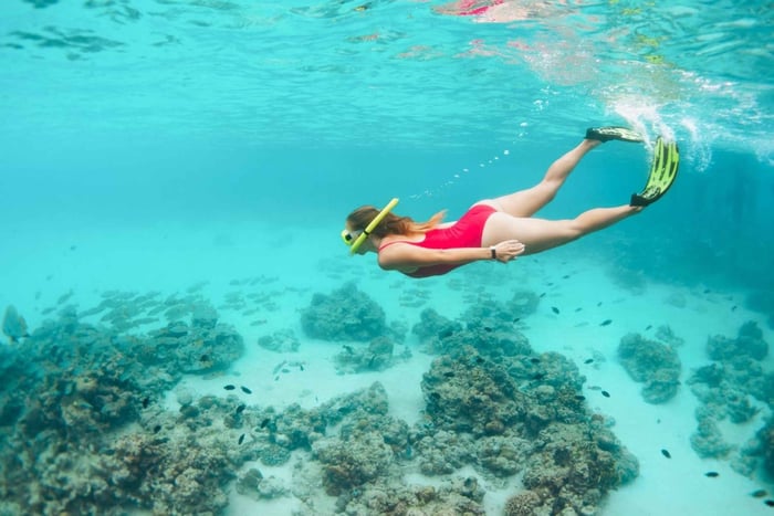 Oeste de Oahu: Excursão de tartarugas, golfinhos e snorkeling com almoço