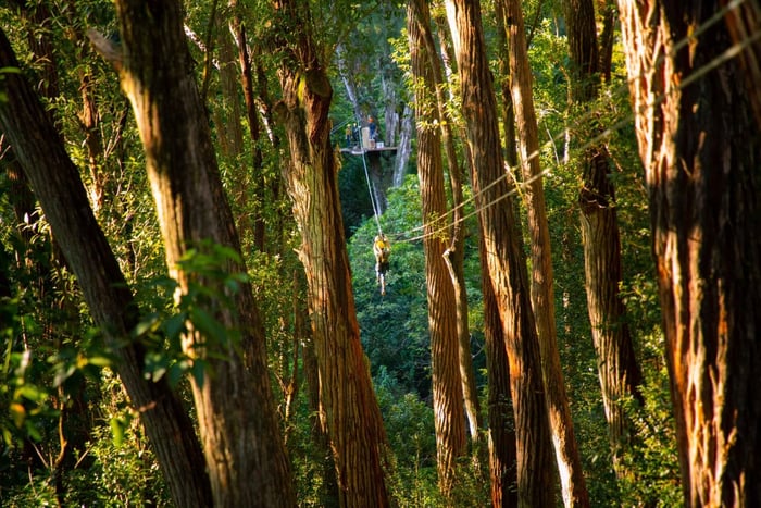 Iso saari: Kohala Canopy Zipline -seikkailu: 3 tunnin Kohala Canopy Zipline -seikkailu.