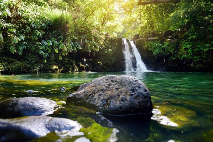 Côte nord de Maui : promenade guidée dans la forêt tropicale et les cascades