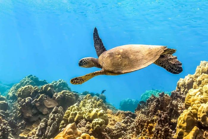 Sør-Maui: Miljøvennlig tur til Molokini og skilpaddebyen