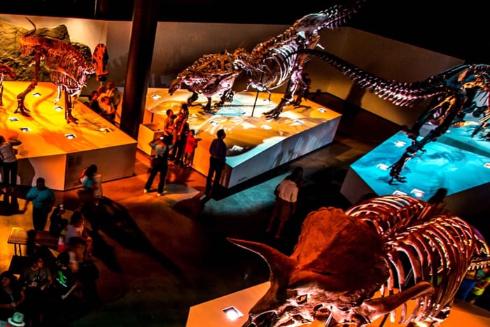 Houston: 1-Day or 3-Day Museum Pass