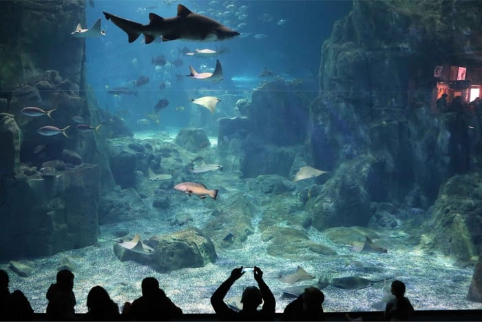Istanbul : billet d'entrée à l'aquarium avec transfert en groupe depuis l'hôtel en groupe