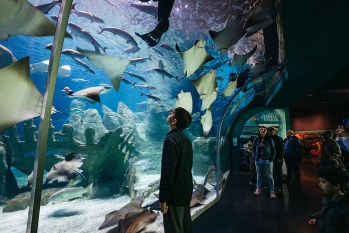 Stambuł: bilet wstępu do oceanarium