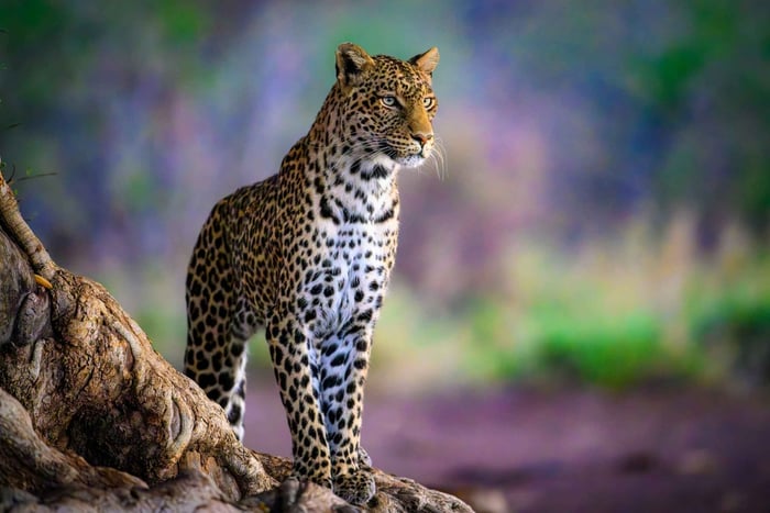 Beed Papadin leopardisafari nelivetoisella jeepillä
