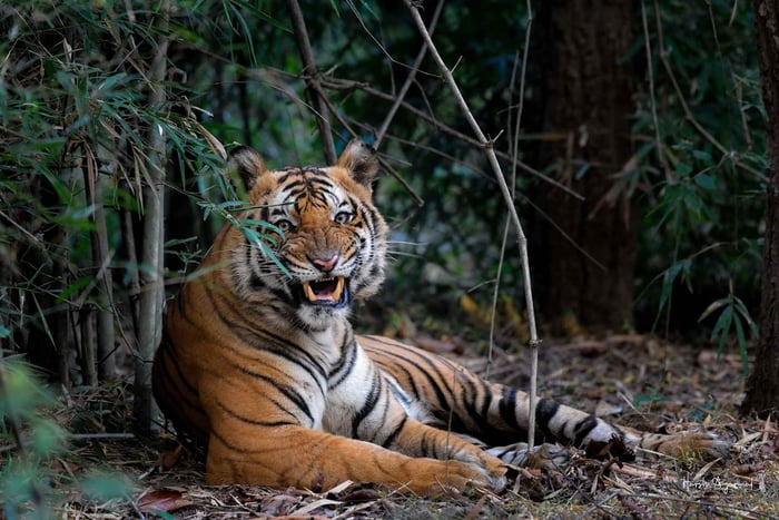 Delhi: 6-daagse privétour naar Gouden Driehoek met tijgersafari
