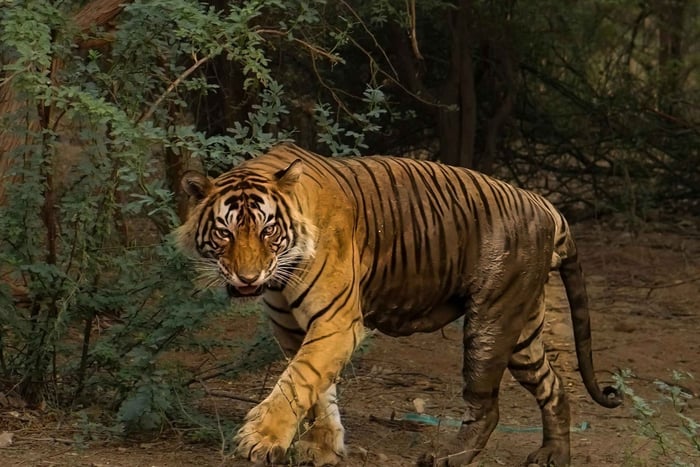 Från New Delhi: 2-dagars Ranthambore Tigersafari med transfer