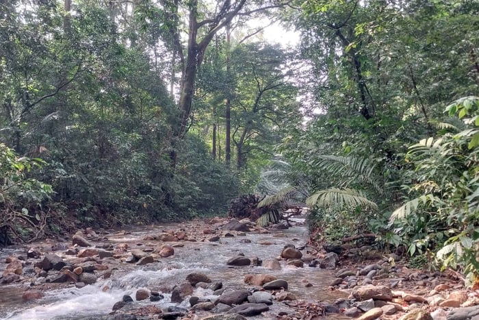3-dages jungle-vandring for 2 personer i Ujung Kulon Nationalpark