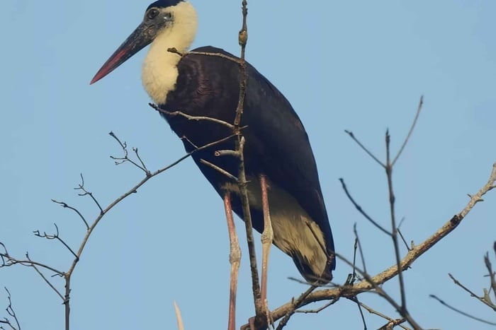Visite guidée privée de 3 jours du parc national d'Ujung Kulon