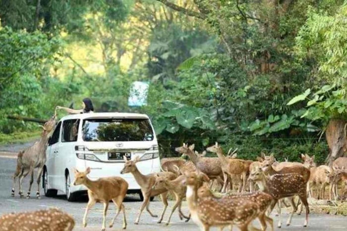 Fra Jakarta: Udforsk safaripark, vandfald og teplantage